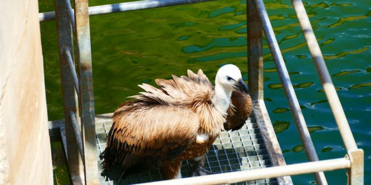 Agentes medioambientales rescatan un buitre leonado en el embalse de Pálmaces