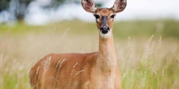 El IREC armonizará la recopilación de datos poblacionales de fauna silvestre para mejorar los sistemas de vigilancia sanitaria