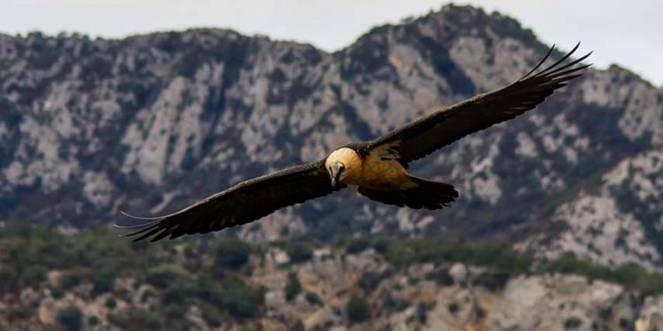 El IREC edita la primera monografía sobre el estado de conservación del quebrantahuesos en España