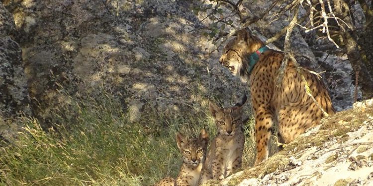 El Gobierno de Castilla-La Mancha notifica 29 camadas y el nacimiento de 90 cachorros de lince ibérico una vez finalizada la temporada de cría de este año 2020 El Gobierno de Castilla-La Mancha notifica 29 camadas y el nacimiento de 90 cachorros de lince ibérico una vez finalizada la temporada de cría de este año 2020