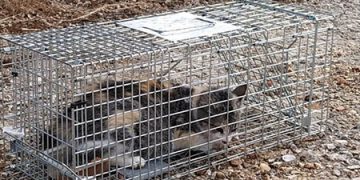 Ecologistas en Acción denuncia el acoso sistemático a las colonias felinas controladas por la Asociación Protectora de Animales de Sotolargo