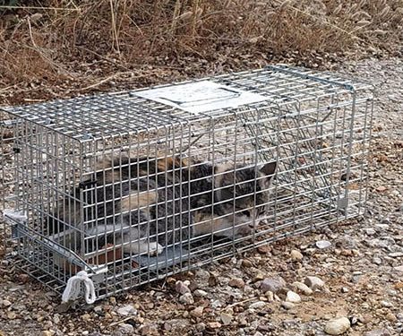 Ecologistas en Acción denuncia el acoso sistemático a las colonias felinas controladas por la Asociación Protectora de Animales de Sotolargo Ecologistas en Acción denuncia el acoso sistemático a las colonias felinas controladas por la Asociación Protectora de Animales de Sotolargo