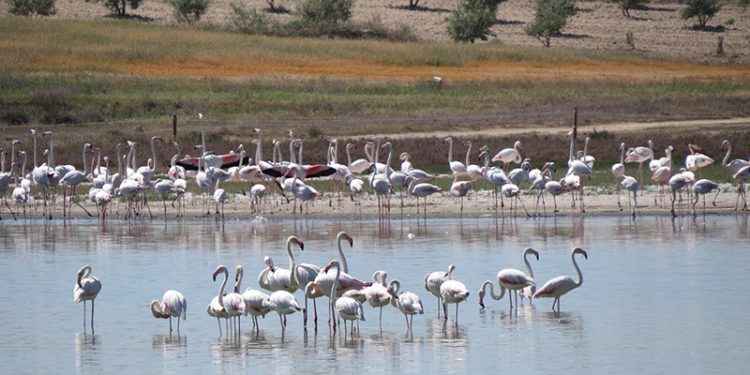El Gobierno de Castilla-La Mancha celebra el ‘Día Mundial de las Aves’ los próximos dos fines de semana de octubre con numerosas actividades