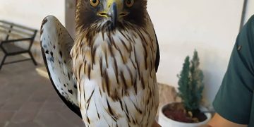 El Seprona recupera un pollo de águila calzada en Brihuega