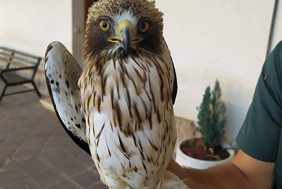 El Seprona recupera un pollo de águila calzada en Brihuega