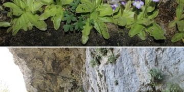 Investigadores de la Universidad de Alicante identifican una nueva especie ibérica de planta carnívora en las serranías de Cuenca y Guadalajara