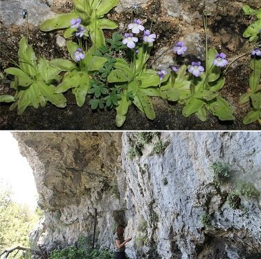 Investigadores de la Universidad de Alicante identifican una nueva especie ibérica de planta carnívora en las serranías de Cuenca y Guadalajara