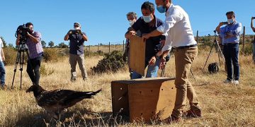 El Gobierno de Castilla-La Mancha trabaja para reintroducir al quebrantahuesos en los parques naturales del Alto Tajo y la Serranía de Cuenca y elaborar un plan de recuperación de la especie