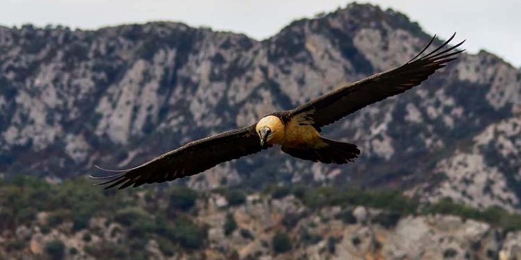 Una investigación del IREC sitúa al plomo como una de las primeras causas de intoxicación en aves rapaces Una investigación del IREC sitúa al plomo como una de las primeras causas de intoxicación en aves rapaces