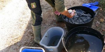 Agentes Medioambientales rescatan más de 60 truchas del canal de una central hidroeléctrica en Guadalajara