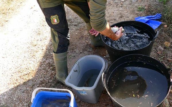 Agentes Medioambientales rescatan más de 60 truchas del canal de una central hidroeléctrica en Guadalajara Agentes Medioambientales rescatan más de 60 truchas del canal de una central hidroeléctrica en Guadalajara