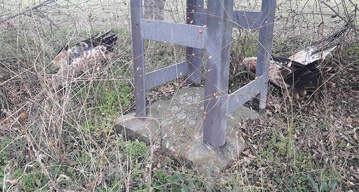 Águilas imperiales, reales, calzadas, búhos reales,… La Guardia Civil de Cuenca remite un informe a Fiscalía por 136 aves electrocutadas