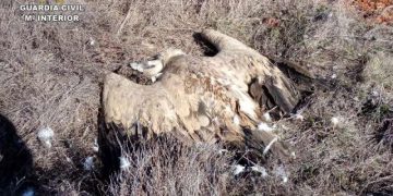 El Gobierno de Castilla-La Mancha trabaja en la revisión del Plan Regional de Uso Ilegal de Venenos en el medio natural