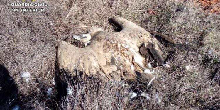 El Gobierno de Castilla-La Mancha trabaja en la revisión del Plan Regional de Uso Ilegal de Venenos en el medio natural El Gobierno de Castilla-La Mancha trabaja en la revisión del Plan Regional de Uso Ilegal de Venenos en el medio natural