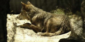 El IREC avanza en prevenir la depredación del ganado por el lobo mediante aversión condicionada a la presa
