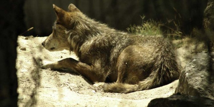 El IREC avanza en prevenir la depredación del ganado por el lobo mediante aversión condicionada a la presa El IREC avanza en prevenir la depredación del ganado por el lobo mediante aversión condicionada a la presa