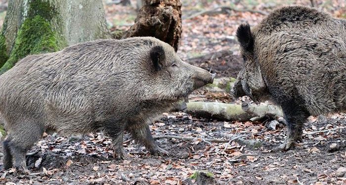 Autorizada la entrada y salida de Castilla-La Mancha a cazadores que se dirijan a cotos con riesgo de sobreabundancia de determinadas especies cinegéticas