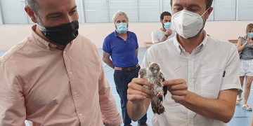 El Gobierno regional declara la Zona Especial de Protección para las aves de cernícalo primilla en dos iglesias en Almodóvar del Campo y en su pedanía Tirteafuera, en Ciudad Real