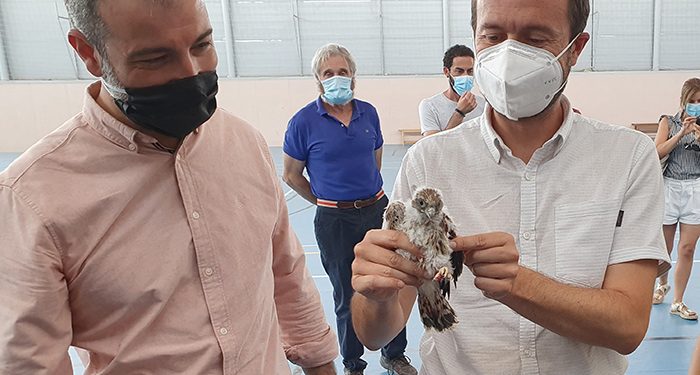 El Gobierno regional declara la Zona Especial de Protección para las aves de cernícalo primilla en dos iglesias en Almodóvar del Campo y en su pedanía Tirteafuera, en Ciudad Real El Gobierno regional declara la Zona Especial de Protección para las aves de cernícalo primilla en dos iglesias en Almodóvar del Campo y en su pedanía Tirteafuera, en Ciudad Real