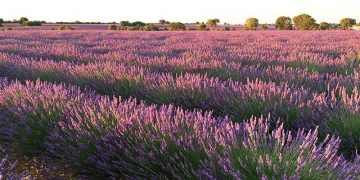 El proyecto europeo Lignobiolife, de la Universidad de Alcalá, probará sus bioproductos en las plantaciones de aromáticas de Brihuega