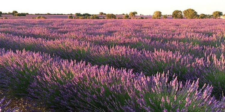 El proyecto europeo Lignobiolife, de la Universidad de Alcalá, probará sus bioproductos en las plantaciones de aromáticas de Brihuega El proyecto europeo Lignobiolife, de la Universidad de Alcalá, probará sus bioproductos en las plantaciones de aromáticas de Brihuega
