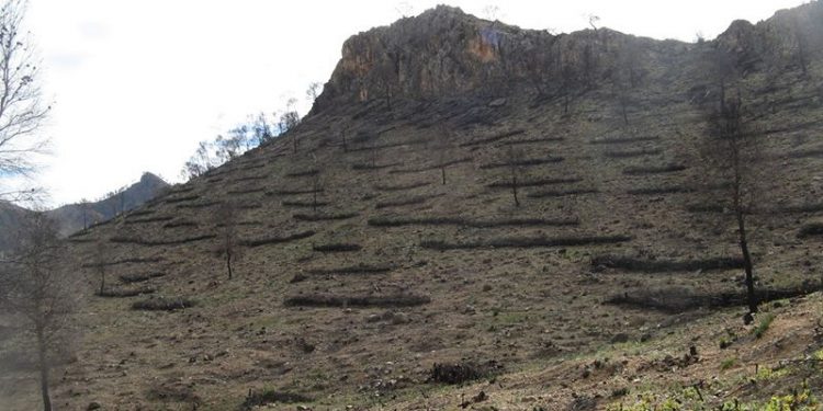 La aplicación de medidas de restauración inmediatas tras un incendio forestal disminuye su impacto ecológico La aplicación de medidas de restauración inmediatas tras un incendio forestal disminuye su impacto ecológico