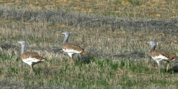 El Gobierno regional, premiado por Europarc-España por el proyecto ‘Implementación de medidas para compatibilizar la agricultura con la conservación de aves esteparias en ZEPAs de Castilla-La Mancha’
