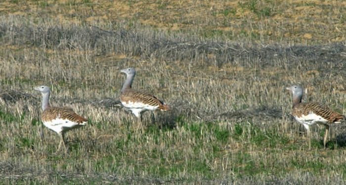 El Gobierno regional, premiado por Europarc-España por el proyecto ‘Implementación de medidas para compatibilizar la agricultura con la conservación de aves esteparias en ZEPAs de Castilla-La Mancha’