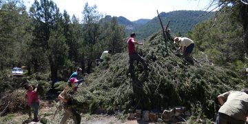 Más de 50 personas participan en la restauración de un chozón sabinero en el Alto Tajo