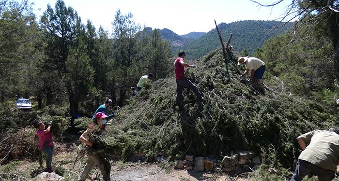 Más de 50 personas participan en la restauración de un chozón sabinero en el Alto Tajo