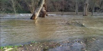 Así baja el río Henares este domingo por Guadalajara