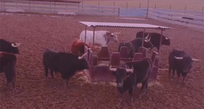 La Federación Taurina de Guadalajara ya es una realidad La Federación Taurina de Guadalajara ya es una realidad