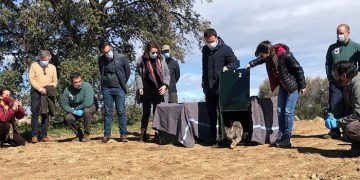 Balance positivo de la situación del ‘lince ibérico’ en la región con un total de 146 cachorros de la especie nacidos en libertad durante 2020