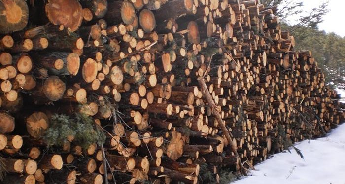 Ecologistas en Acción denuncia que los árboles talados en el PN de la Serranía de Cuenca estaban sanos Ecologistas en Acción denuncia que los árboles talados en el PN de la Serranía de Cuenca estaban sanos