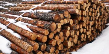 Ecologistas en Acción denuncia talas abusivas de pino albar en la Serranía de Cuenca