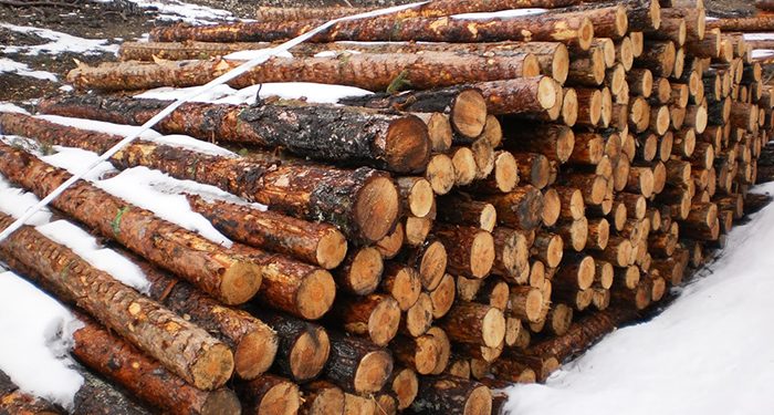 Ecologistas en Acción denuncia talas abusivas de pino albar en la Serranía de Cuenca Ecologistas en Acción denuncia talas abusivas de pino albar en la Serranía de Cuenca