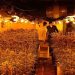 La Guardia Civil desmantela en Illana una plantación de marihuana “indoor” con más de 1.600 plantas La Guardia Civil desmantela en Illana una plantación de marihuana “indoor” con más de 1.600 plantas
