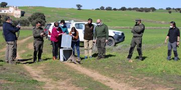 Liberado otro ejemplar de lince ibérico en Ciudad Real dentro del nuevo programa europeo ‘Lynx Connect’