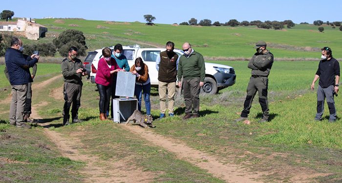 Liberado otro ejemplar de lince ibérico en Ciudad Real dentro del nuevo programa europeo ‘Lynx Connect’ Liberado otro ejemplar de lince ibérico en Ciudad Real dentro del nuevo programa europeo ‘Lynx Connect’
