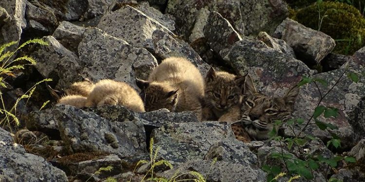 Detectadas tres camadas de lince ibérico en los Montes de Toledo Detectadas tres camadas de lince ibérico en los Montes de Toledo