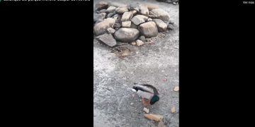Ecologistas en Acción reclama la eliminación del estanque del parque Moreno Gaspar de Alovera para terminar con el maltrato a los patos