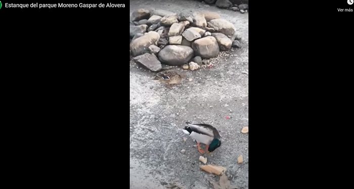 Ecologistas en Acción reclama la eliminación del estanque del parque Moreno Gaspar de Alovera para terminar con el maltrato a los patos Ecologistas en Acción reclama la eliminación del estanque del parque Moreno Gaspar de Alovera para terminar con el maltrato a los patos