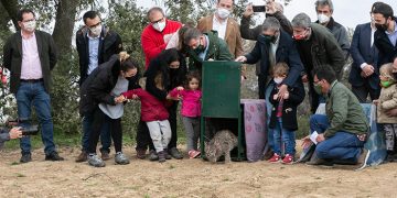 El Gobierno regional publicará el Plan de Recuperación del Lince antes del verano con el objetivo de fomentar la especie y establecer nuevos núcleos de presencia estable y reproductora