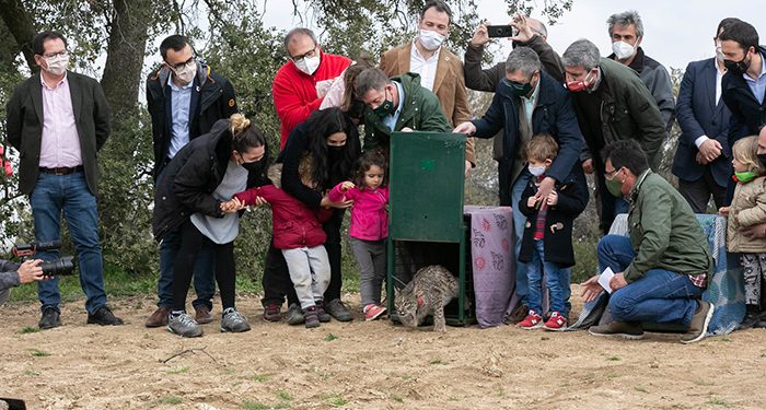 El Gobierno regional publicará el Plan de Recuperación del Lince antes del verano con el objetivo de fomentar la especie y establecer nuevos núcleos de presencia estable y reproductora El Gobierno regional publicará el Plan de Recuperación del Lince antes del verano con el objetivo de fomentar la especie y establecer nuevos núcleos de presencia estable y reproductora