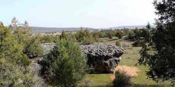 El sabinar de Tamajón: Ecosistema invernal de oportunidades