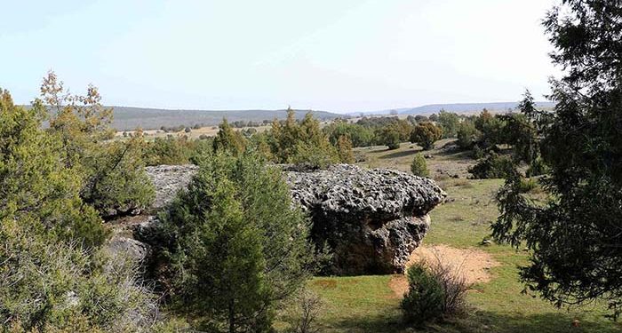 El sabinar de Tamajón: Ecosistema invernal de oportunidades El sabinar de Tamajón: Ecosistema invernal de oportunidades