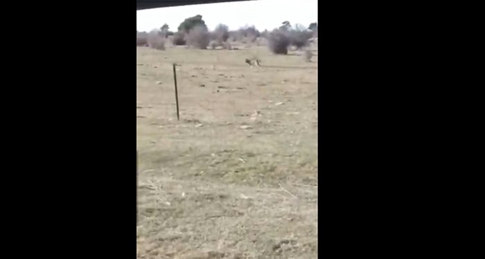 Graban a dos lobos en las praderas de Galve de Sorbe Graban a dos lobos en las praderas de Galve de Sorbe