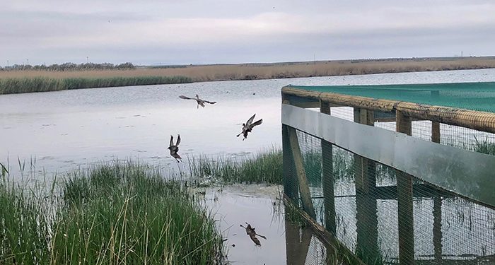 Castilla-La Mancha continúa con los trabajos de recuperación de la cerceta pardilla en la región con la suelta de 20 ejemplares en el complejo Lagunar de Alcázar de San Juan Castilla-La Mancha continúa con los trabajos de recuperación de la cerceta pardilla en la región con la suelta de 20 ejemplares en el complejo Lagunar de Alcázar de San Juan