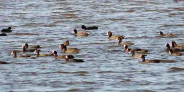 La Laguna de Madrigal en Paredes de Sigüenza, lugar estratégico para las aves acuáticas en la Sierra Norte