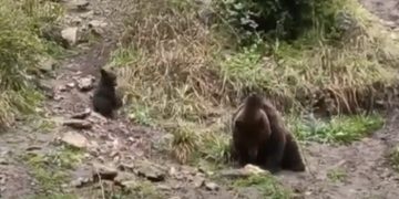 La primavera deja en El Hosquillo un nuevo inquilino: un osezno hijo de “Negrita”